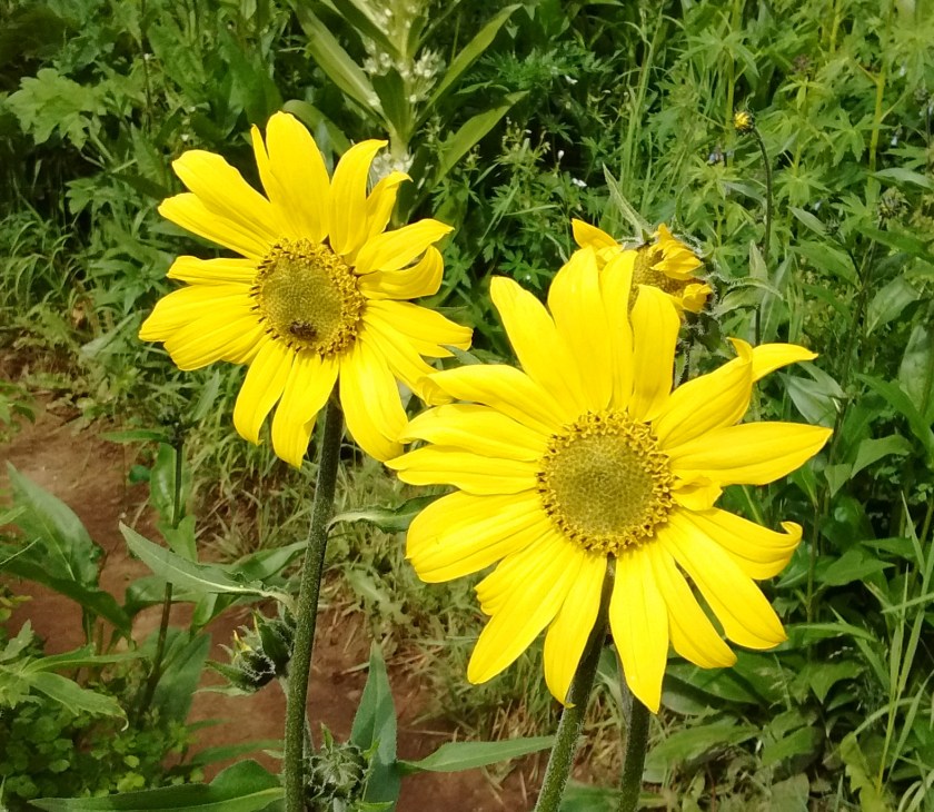 IMG_20150717_092129521