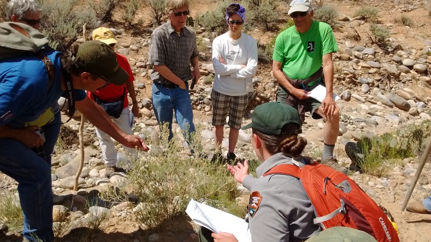 Learning about a plant (can't remember the name!) in an arroyo at Aztec Ruins.
