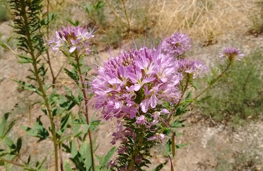 IMG_20150719_120553573