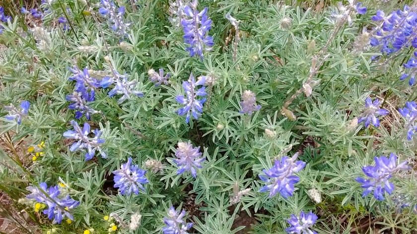Lupine on San Antonio Mountain