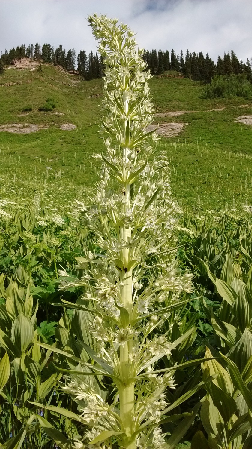 monument plant close