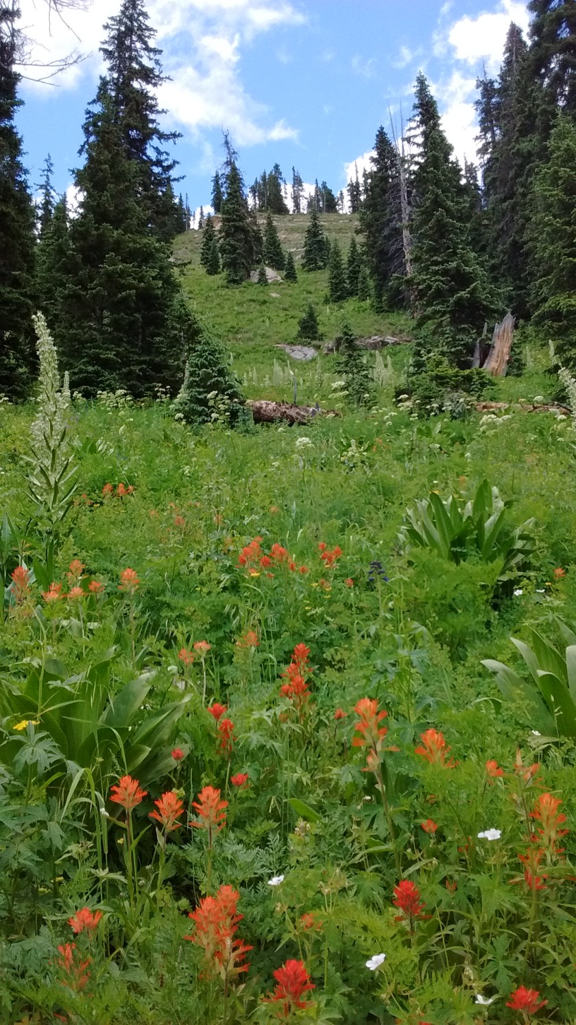 Along Pass Creek Trail.
