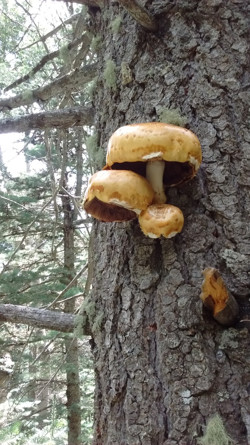Mushrooms on a tree.