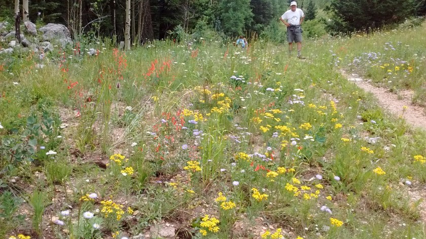 Still lots of wildflowers.