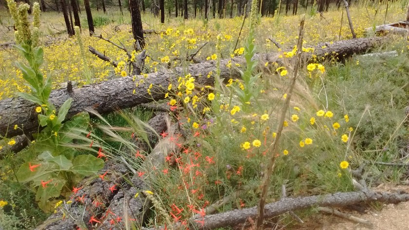 Wildflowers along trail up Mt. Sedgwick.