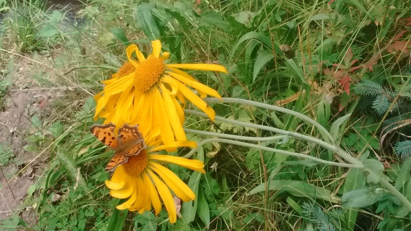 Orange Sneezeweed. Look closely to notice the orange butterfly.