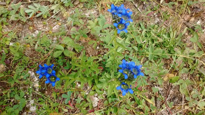 Gentian