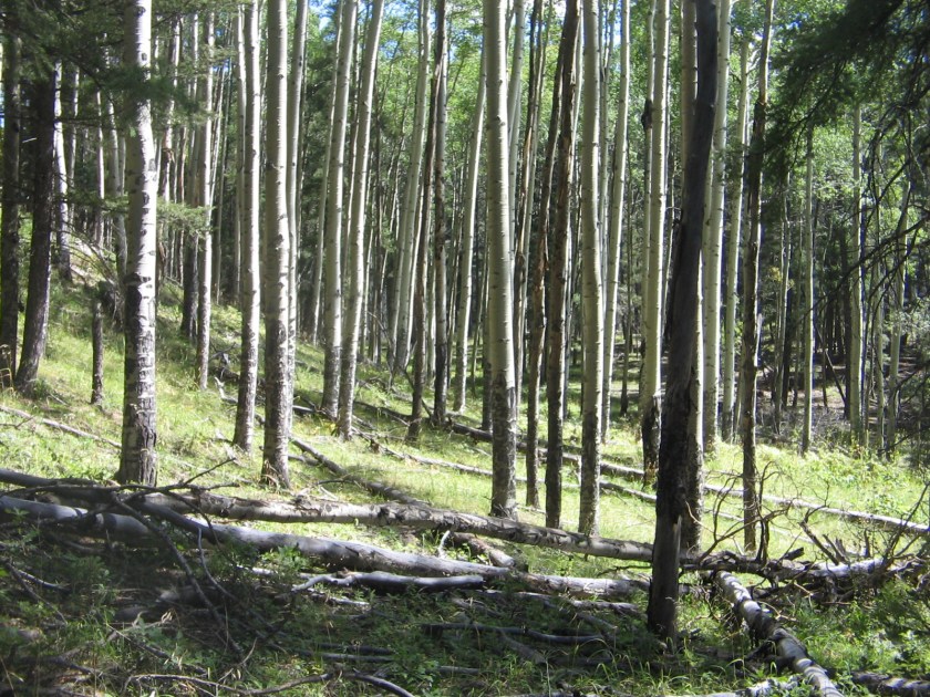 Stands of aspen along the way.