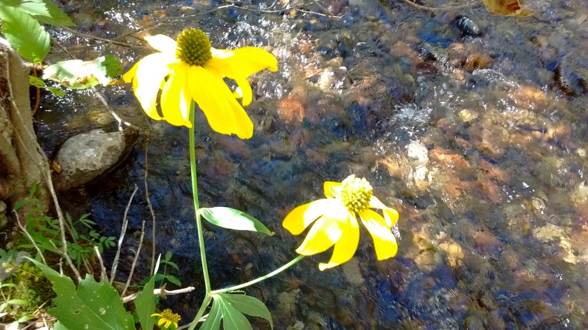 Not many wildflowers left, but here were a couple of nice coneflowers next to the stream.