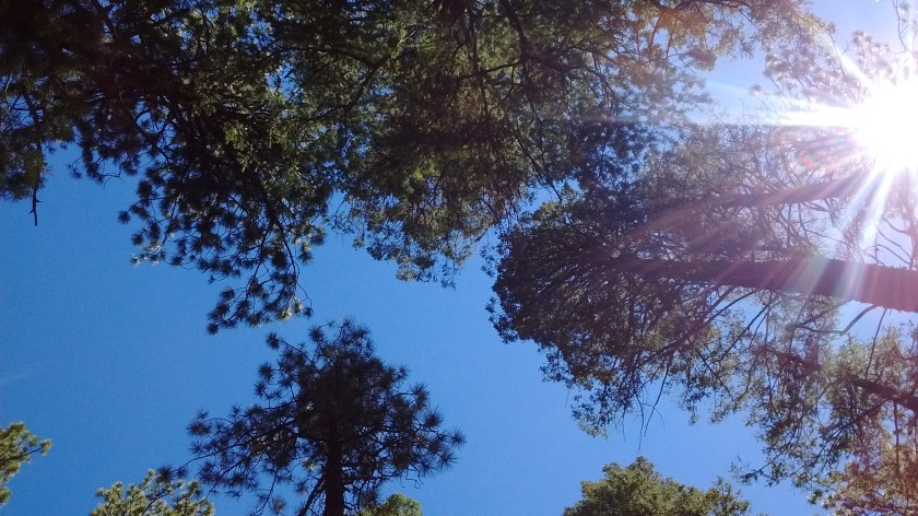 Looking up through Ponderosa Pine canopy.
