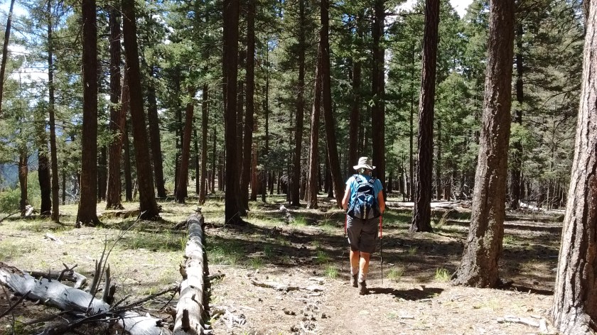 Trail levels off on the ridge top.