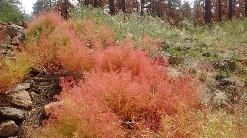 Other oddities are weird plants with weird names.  This pink stuff is a patch of Fetid Goosefoot.
