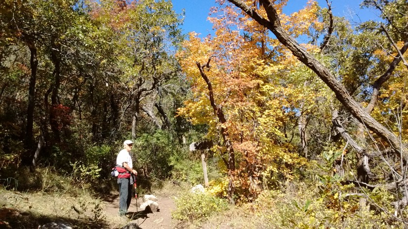 Trail in Manzano Mountains