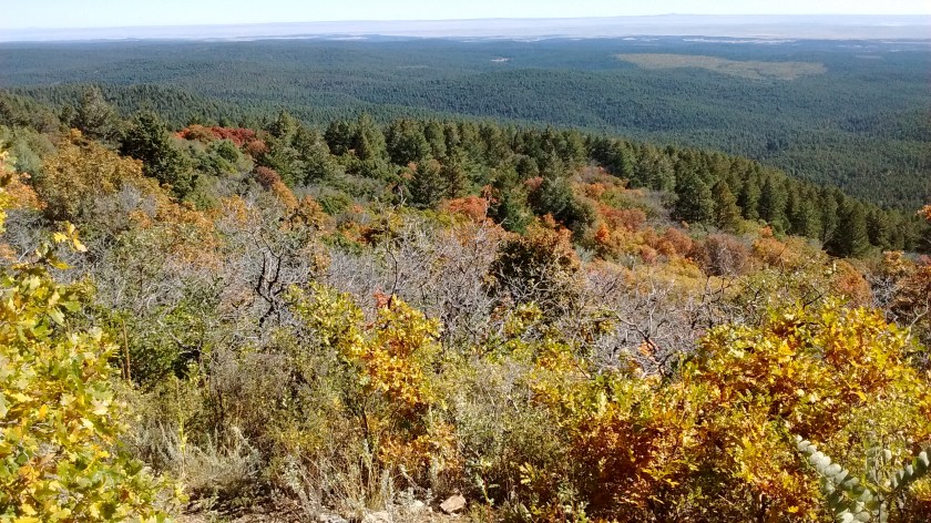 Looking northeast from trail up to ridge.