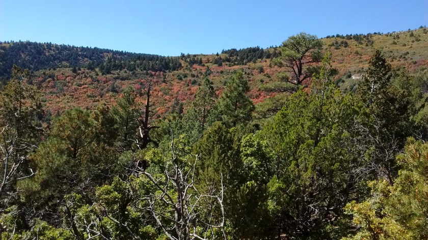 Below the ridge trail