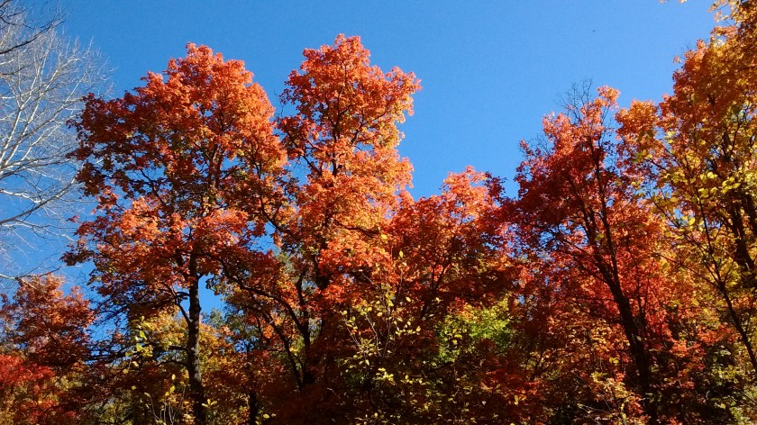Red maples.