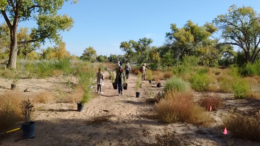 Setting out the pots of shrubs.