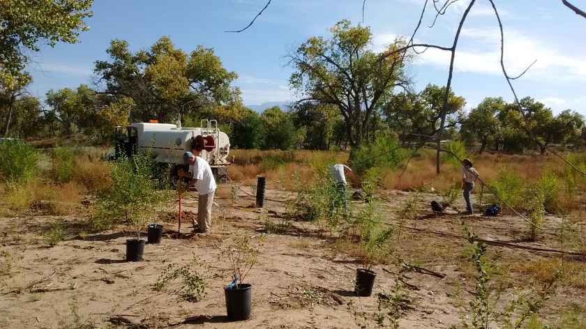 Water truck made sure to give each newly-planted shrub a good first soaking.