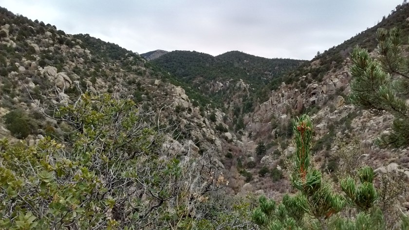 Looking ahead to the high point somewhere to the left of the 2 green hills where we would meet the downhill trail.