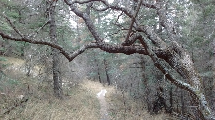 Leaving desert behind on Embudito Trail and now in the woods.