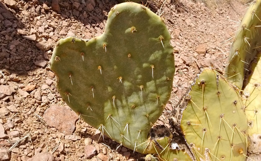Happy Valentines Day, from a New Mexico prickly pear cactus.
