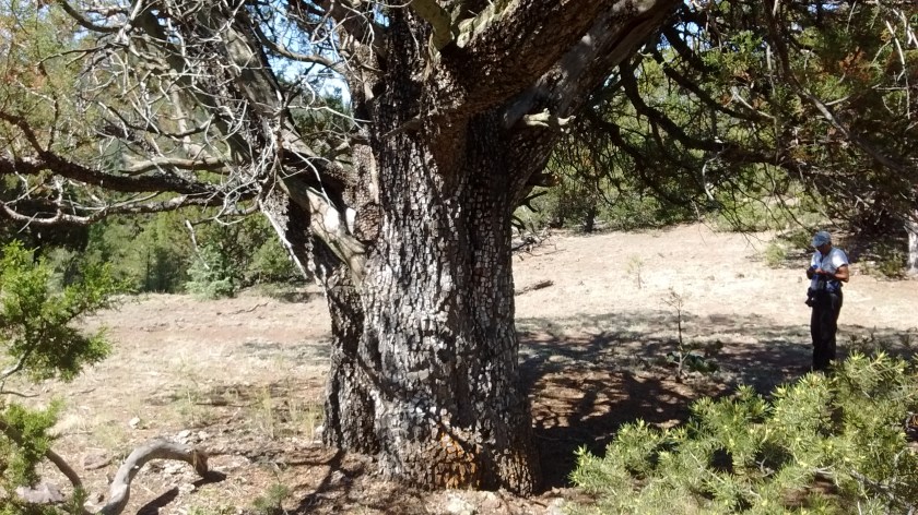 Resting in the shade of a nice, big alligator juniper tress.