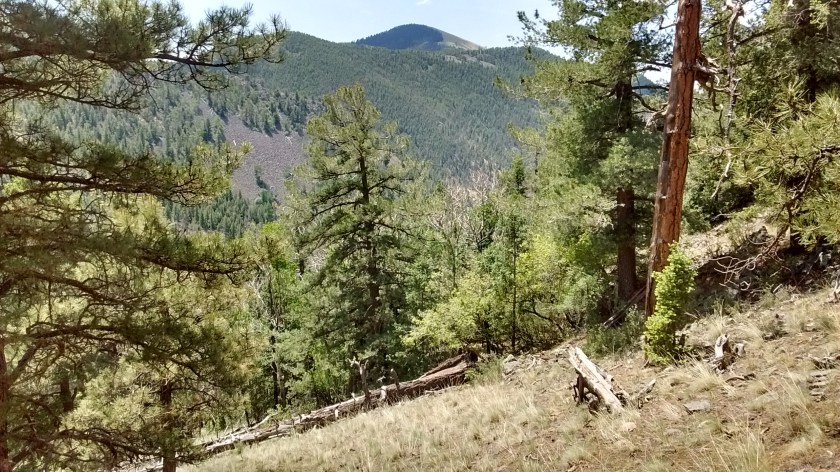 View of South Baldy, highest point in the Magdalena's at 10,700 feet.