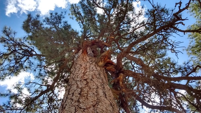 Lots of Ponderosa Pine.