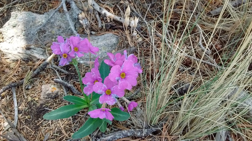 The flowers look like phlox, but not the leaves. They were abundant on the top of the ridge.