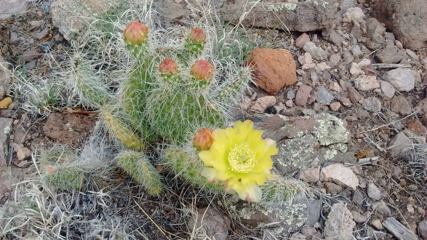 Cute little cactus flower.
