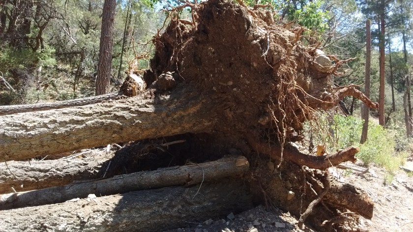 One of the many blowdowns on this trail.  When we were here in the spring the trail hadn't been cleared and hiking was almost impossible.
