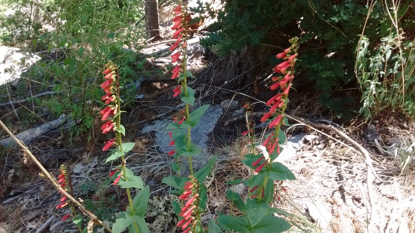 Scarlet penstemon were prolific.