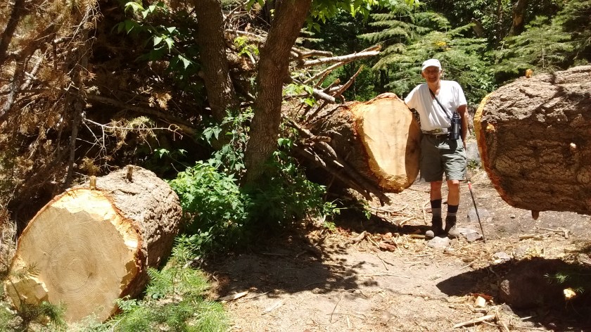 Someone did a lot of trail clearing.  Since it's a wilderness area all work has to be done with hand tools; crosscut saw, in this case.
