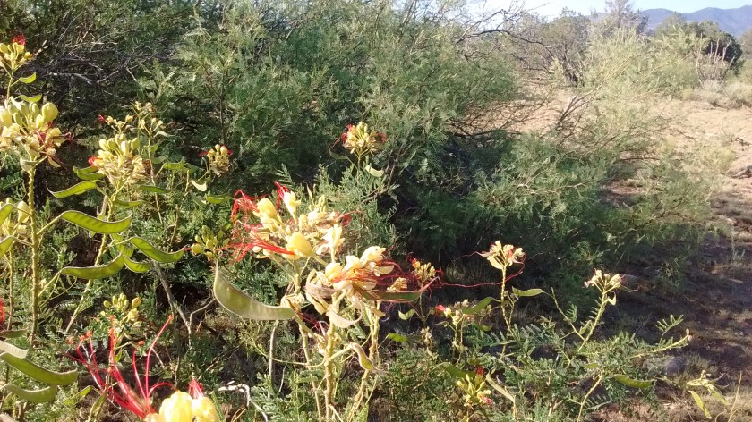 Mesquite bushes in blossom along the road on the drive into 3 Rivers.