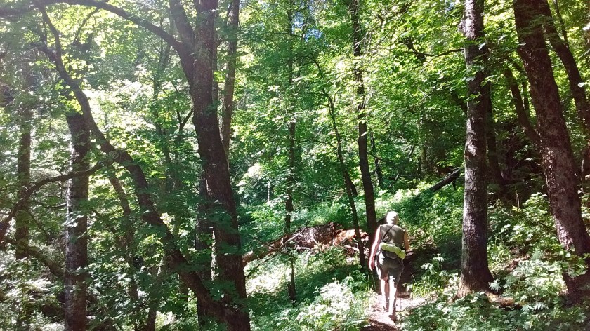 Nothing like walking through cool, shady woods on a hot June day in New Mexico.