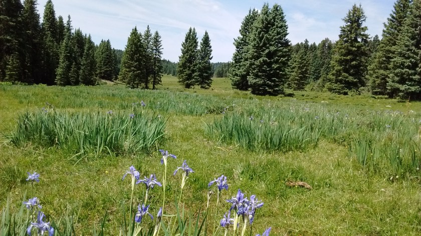 Wild iris were past their prime.