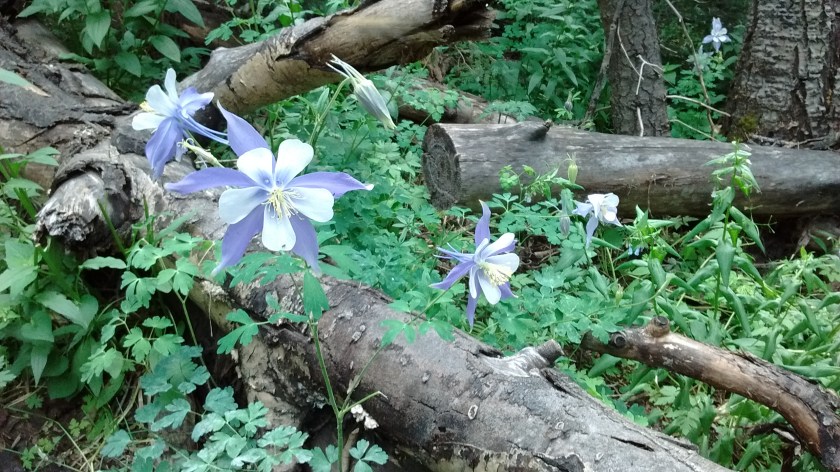 My favorite flowers are the blue columbine.