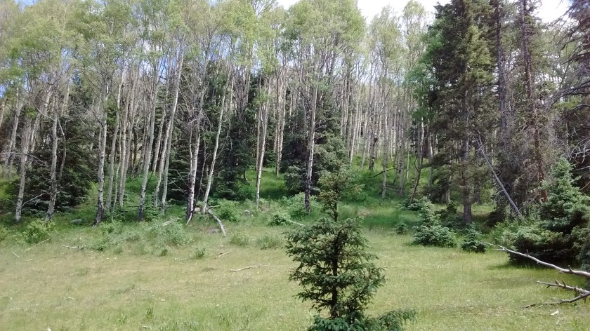 IMG_20160628_110851632