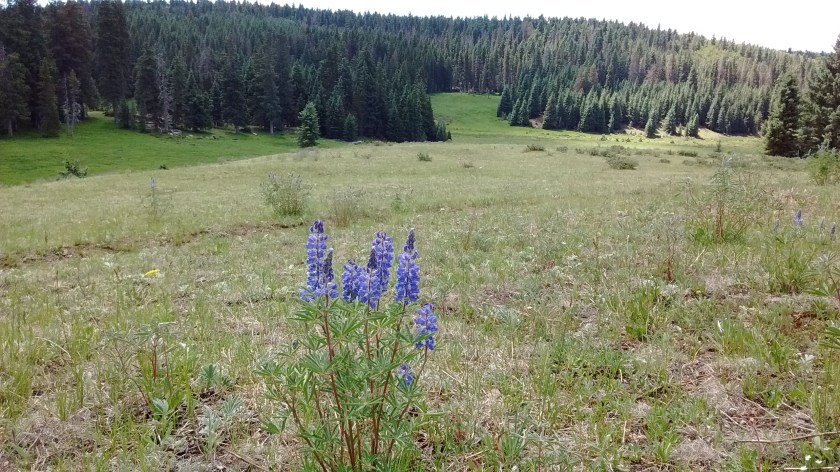 Lupine in the foreground.