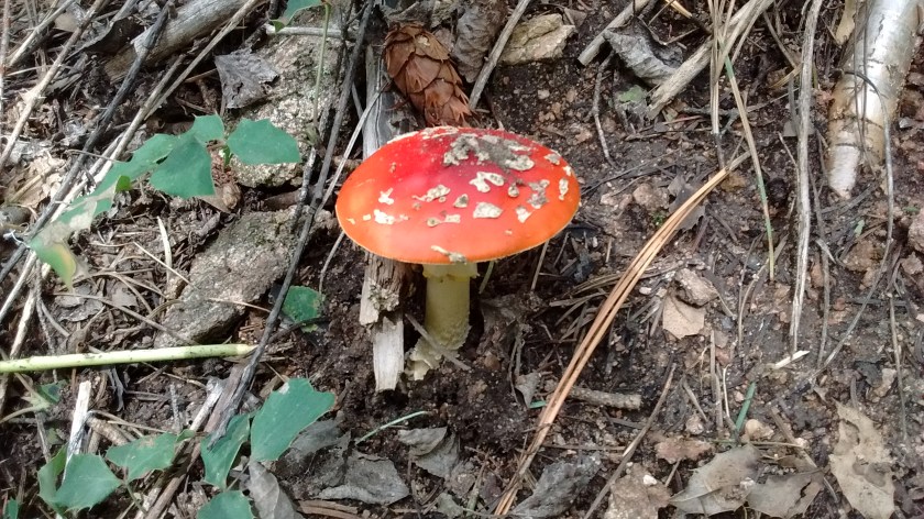 IMG_20160824_144201294