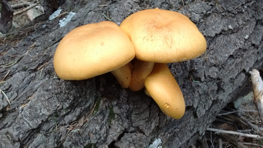 IMG_20160824_145912376