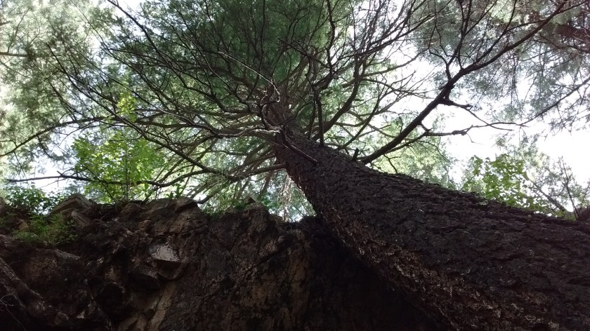 Towering cliffs and towering trees.