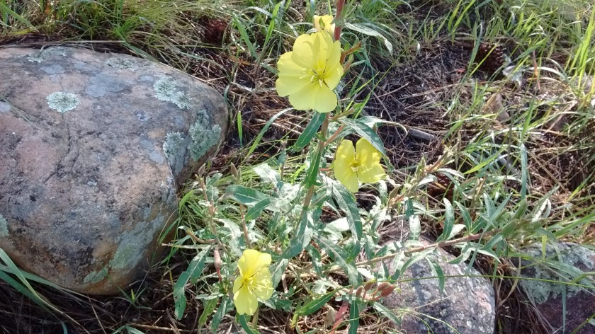 Hooker's Evening Primrose
