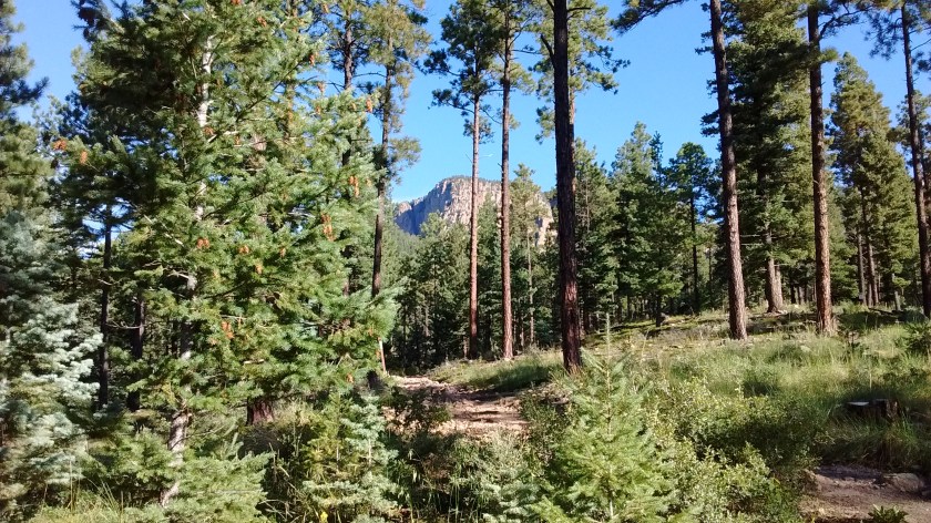 First mile or so of the trail is through pine forests--our goal is in the distance.