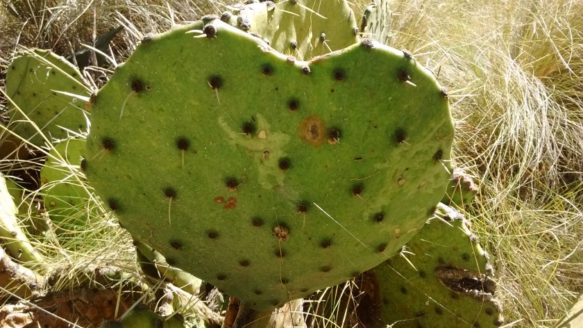 This is my "Big Bend Love" photo taken on our Christmas Day hike.