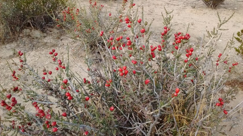 Christmas Cholla.