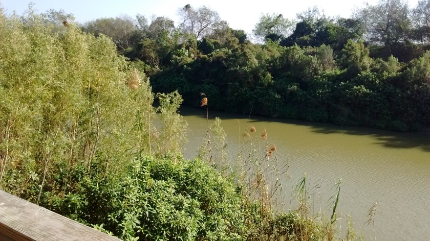 Looking into Mexico across Rio Grande River at Sabal Palm Sanctuary.