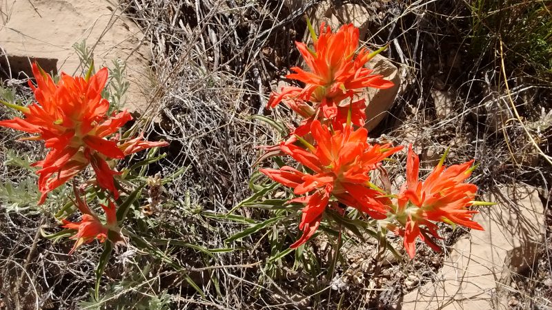 Quebradas Byway Blooms