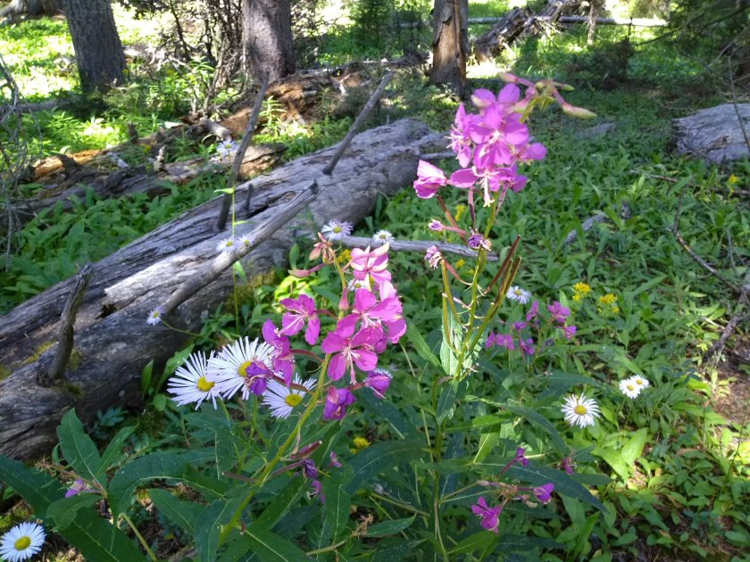 Fireweed